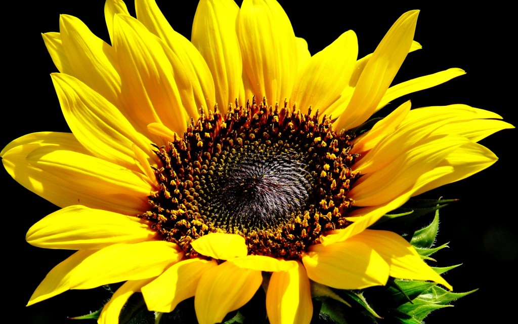 sunflowers_sunflower_yellow_flower_q_1920x1200