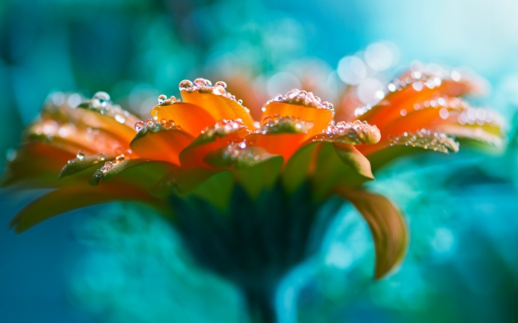 water_drops_bright_flower_beautiful_rose_lucid_flower_1920x1200