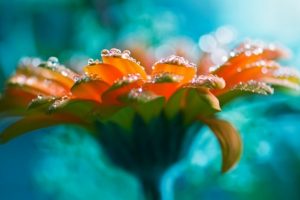 Compassion to Oneself